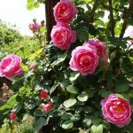 Bí quyết trồng hoa hồng  ban công  “hợp lý”